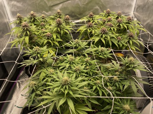 yellowing-late-week-3-of-flower-help-4.jpeg