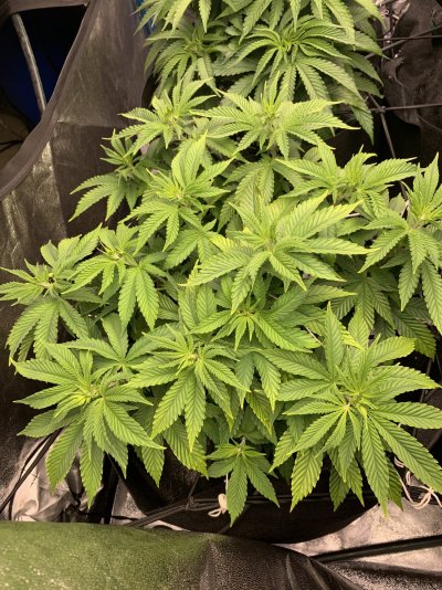 something-seems-off-gg4-8-weeks-2.jpeg