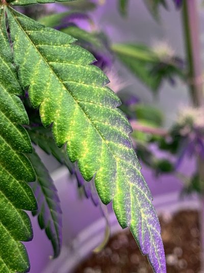 first-time-grower-leaf-issue-4.jpeg