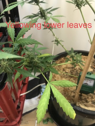 2-of-my-sugar-leaves-are-dyingturning-brown-5.jpeg