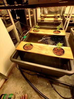 My growing experience in deep water culture.