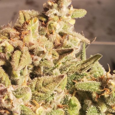 Let's See Your Frostiest Flowers