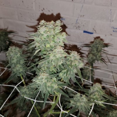 Let's See Your Frostiest Flowers
