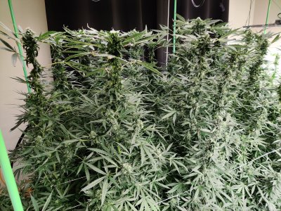 My growing experience in deep water culture.