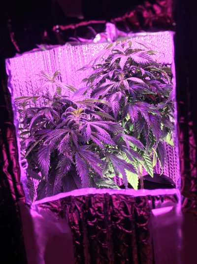 light-escape-and-bloom-or-veg-5.jpeg