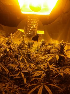 First DWC. overwhelmed with names and chemicals and additives