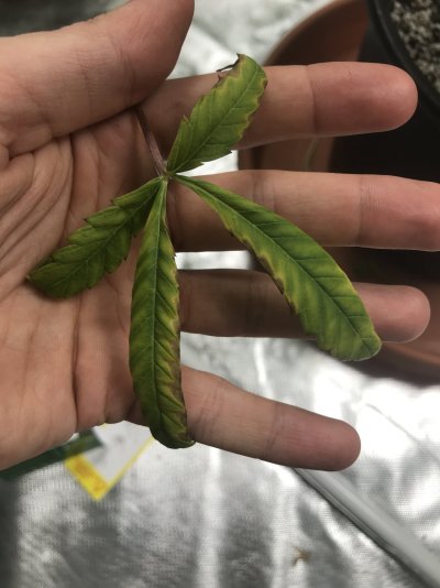 need-help-1st-grow-deficiency-or-excess-5.jpg