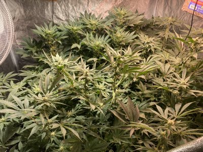 Ice Cream Kush Grow Journal
