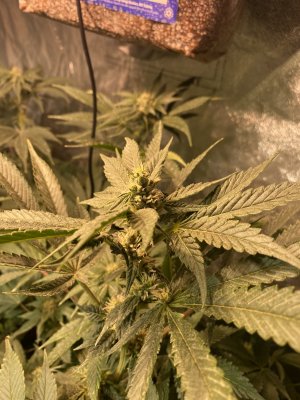 Ice Cream Kush Grow Journal