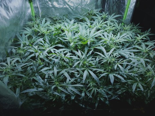 miracle-alien-cookies-4x4-scrog-mid-grow-coco-show-3.jpg