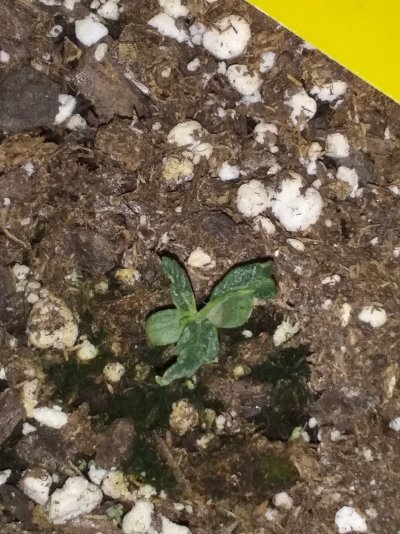 pineapple-and-afghan-auto-seedling-8-to-10-days-old.jpg