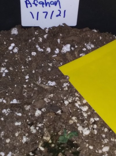 pineapple-and-afghan-auto-seedling-8-to-10-days-old-2.jpg