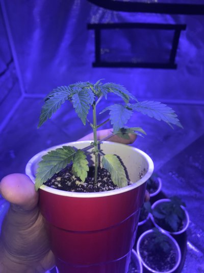 seedling-are-they-ready-for-transplant-3.jpg