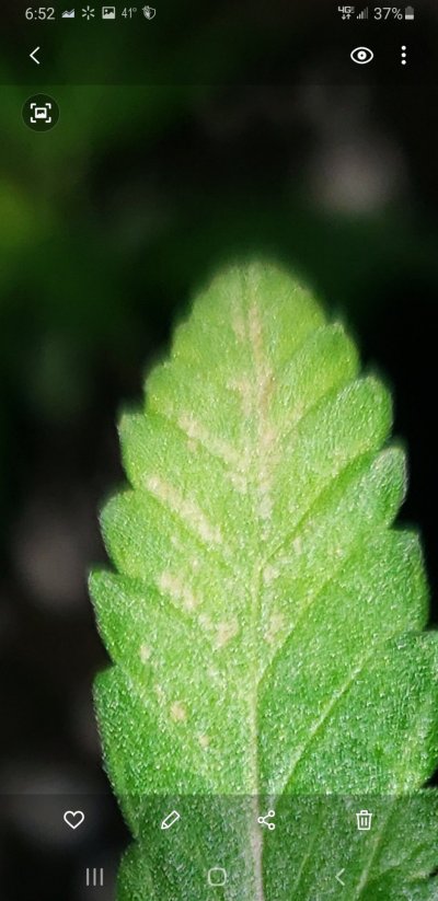 Does this look like a calcium deficiency?