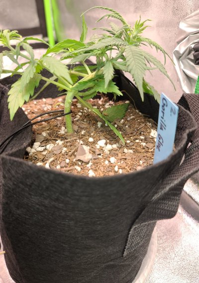 Auto Flower - Gorilla Glue and White Widow *First time Grower*