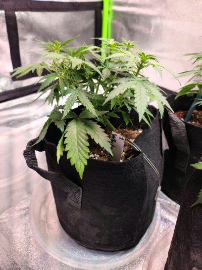 Auto Flower - Gorilla Glue and White Widow *First time Grower*