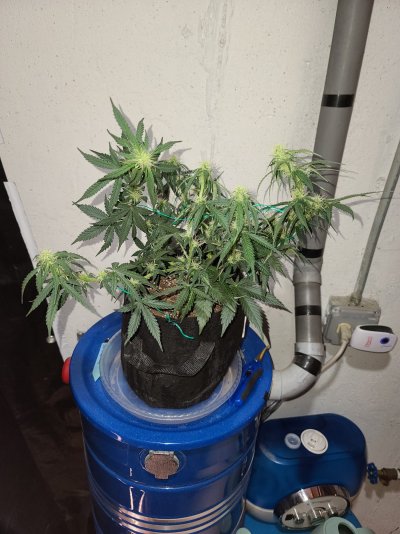 Auto Flower - Gorilla Glue and White Widow *First time Grower*