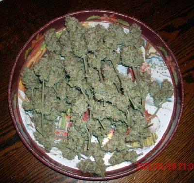Fem Seeds available. Destiny Exotic Genetics