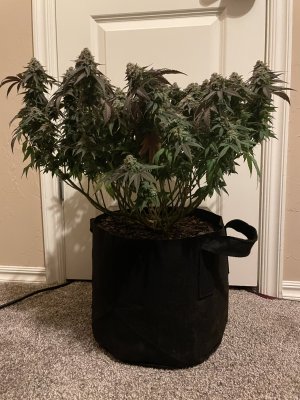 Let's See Your Frostiest Flowers
