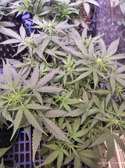 Lemon auto started flowering early in week 3 it's in week 5 now lot of growth for 2 weeks...