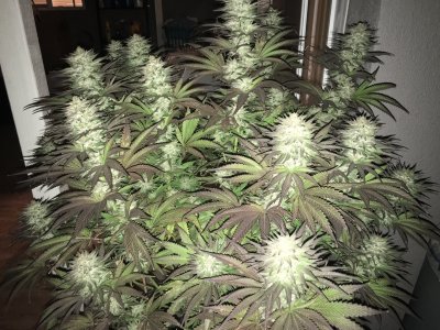 Winter Outdoor Run - Fire OG - First Thread!!!