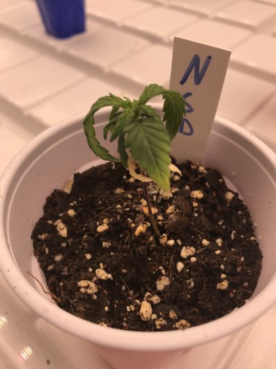 Do you think Nitrogen toxicity or Overwatering ?