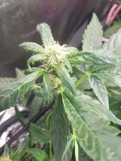 Nitrogen toxicity or???, please help