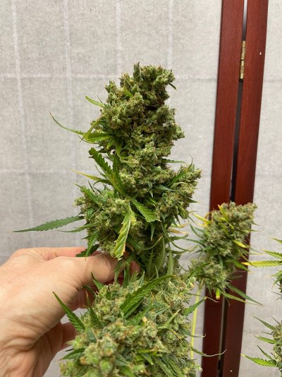 sour-diesel-auto----harvest-4.jpg
