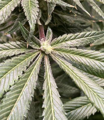 Has anyone every seen this mutation? Bud growing from base of a fan leaf?
