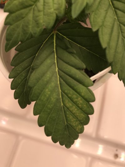 What are these spots coming from?