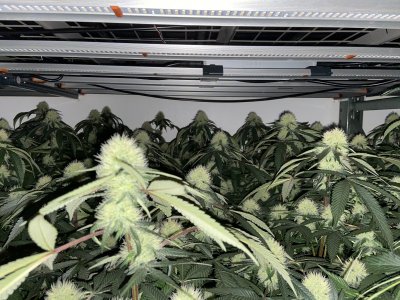 First grow in 6 years. Fluence Spydr2i in rockwool