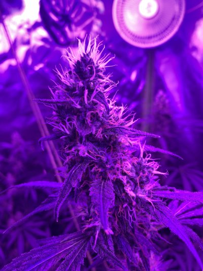 my-very-first-grow-last-year-17.jpeg