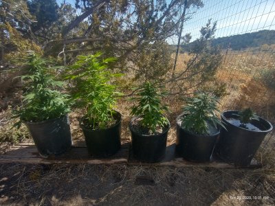 Outdoor autoflower advice needed please