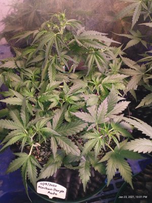 Outdoor autoflower advice needed please