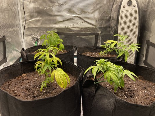 first-time-grow-tent-grower-8.jpeg