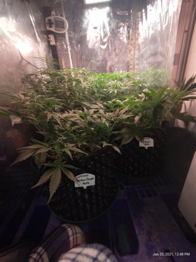 Defoliating my autos are the girls ready for their first haircut...
