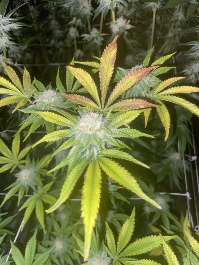 Flower temperature and leaf color