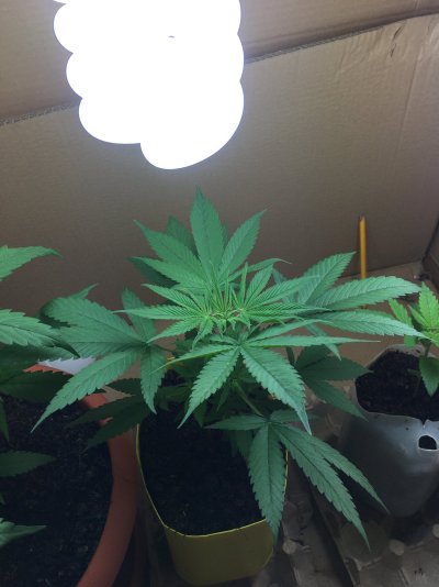 help-please-first-time-grow-bag-seeds-so-just-experimenting-2.jpeg
