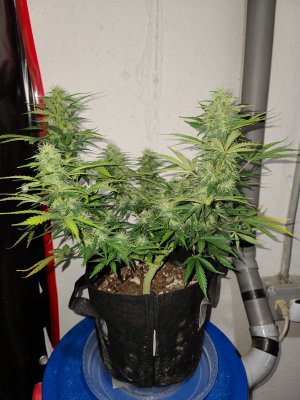 Auto Flower - Gorilla Glue and White Widow *First time Grower*
