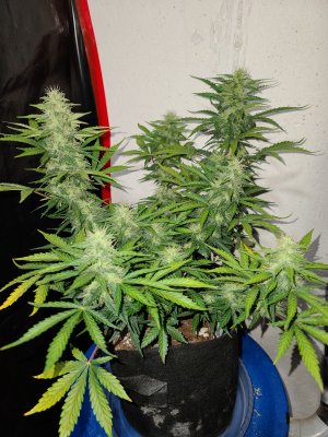 Auto Flower - Gorilla Glue and White Widow *First time Grower*