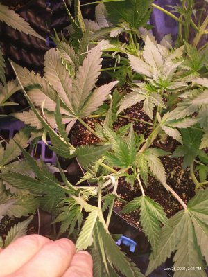 Autoflowers: to top or not to top?