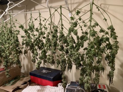 Starting week twelve of flower
