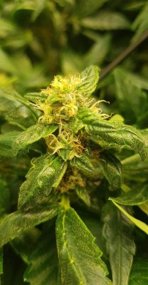 9 weeks old are they ready to harvest