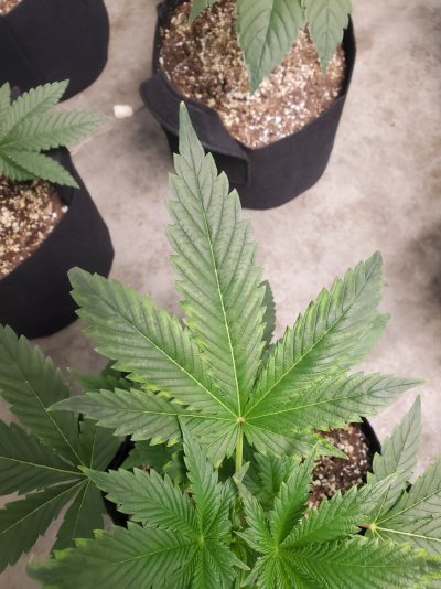 Do you think Deficiency starting?