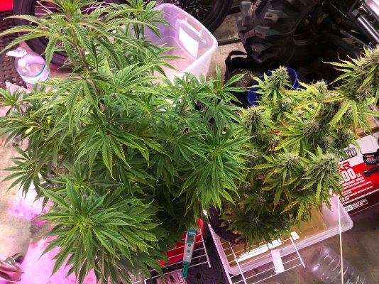 65-day-in-veg-auto-og-kusk-repotting-3.jpeg