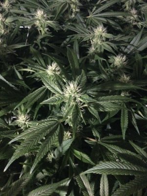 Buds dont fattening 36 from flip