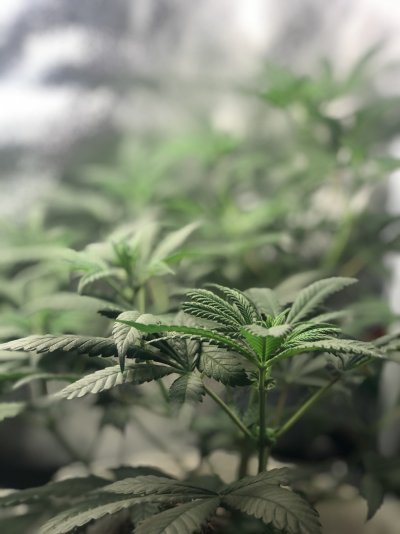 unknown-bag-seeds-dec2020-will-update.jpeg