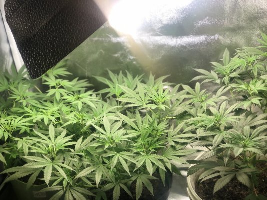 unknown-bag-seeds-dec2020-will-update-2.jpeg
