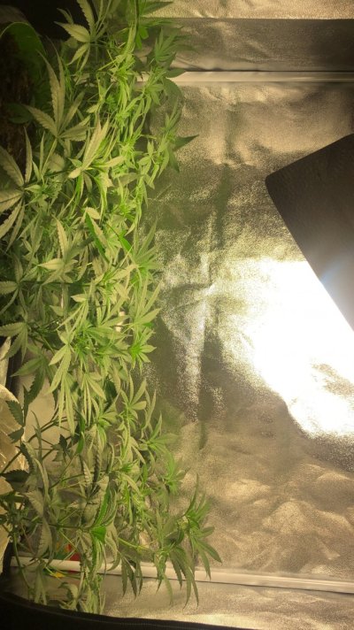 unknown-bag-seeds-dec2020-will-update-5.jpeg
