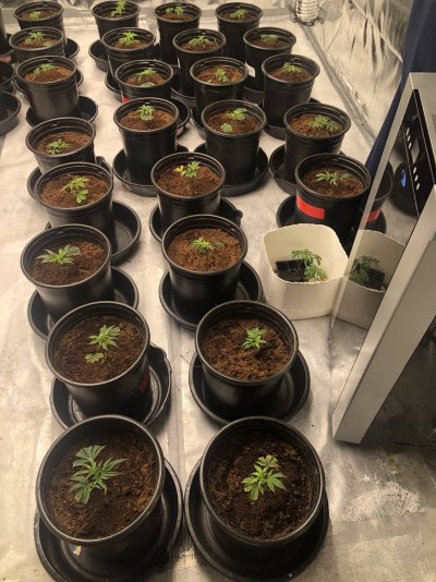 canna-coco-growing-concerns-and-suggestions-2.jpeg